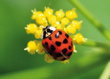 Die Sommerbroschüre 2014 ist jetzt erhältlich!